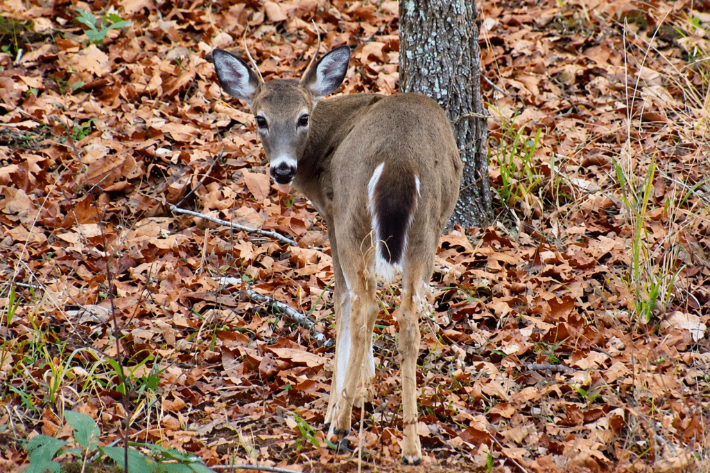 Alert Young Deer in Autumn Woods